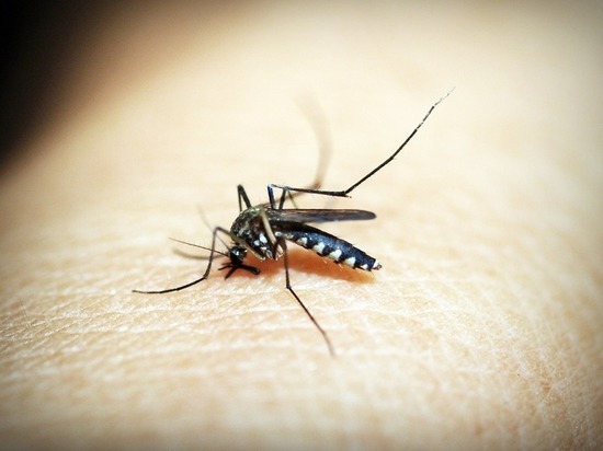 Малярия, чума, корь: какие болезни привозят российские туристы из-за рубежа